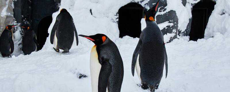 企鹅是怎么过冬的 企鹅是怎么过冬的呢