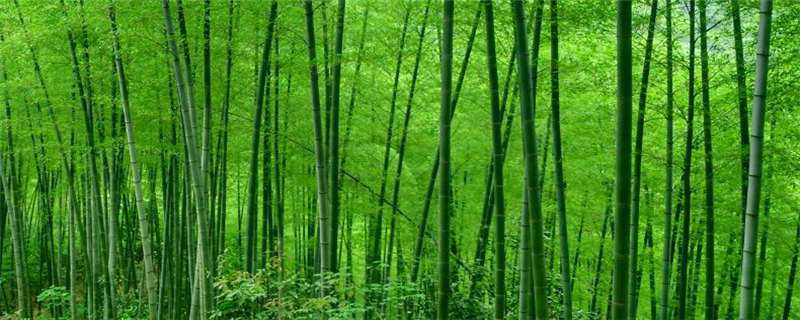 竹子怎么繁殖（竹子的繁殖方法）