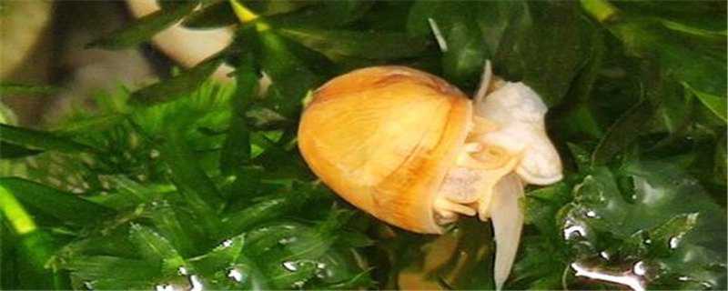 黄金螺怎么繁殖 黄金螺怎么繁殖的视频