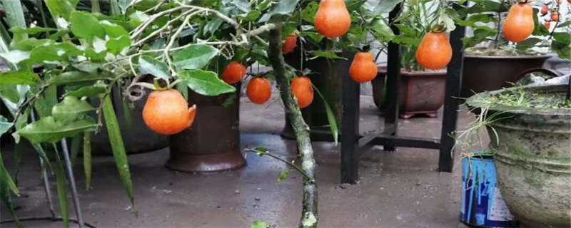 金弹子种植几年可以结果 金弹子种植几年可以结果?