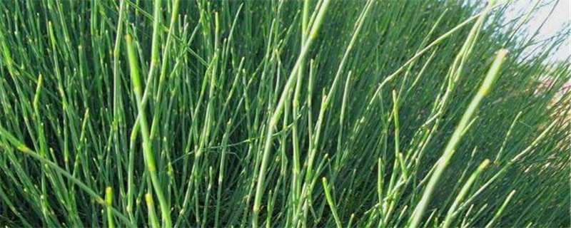 麻黄和麻黄草的区别 麻黄和麻黄草的区别与功效