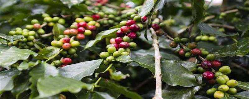 咖啡树种植几年结果 咖啡树种植几年结果最好