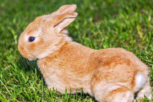兔子从出生到出栏要多久 兔子多少天出栏