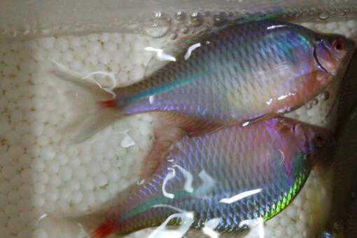鳑鲏鱼