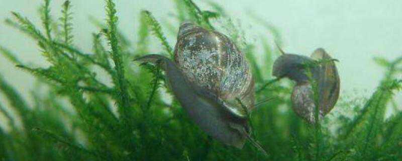 水蜗牛怎么繁殖（水蜗牛怎么繁殖视频）