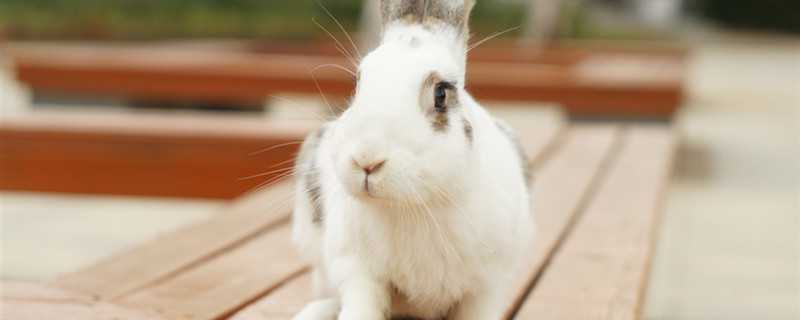 兔子是什么科动物 兔子是什么科类动物