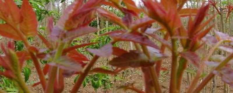 红油香椿的种植技术 红油香椿苗的种植技术