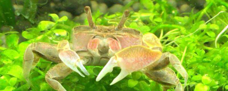 小螃蟹怎么养活 河里的小螃蟹怎么养活