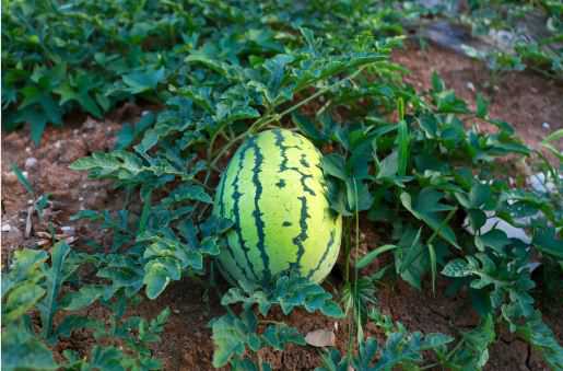 夏季西瓜的栽培技术要点介绍 西瓜种植时间及技术要点