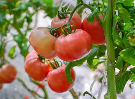 大棚番茄种植技术要点介绍 大棚番茄种植技术要点介绍图片