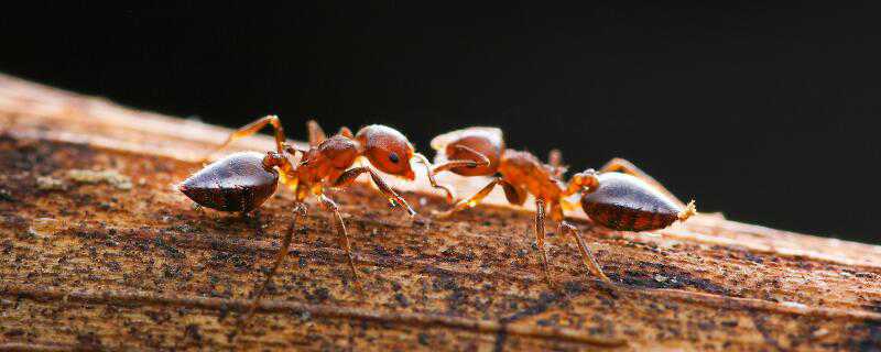 蚂蚁怎么繁殖 蚂蚁怎么繁殖后代视频