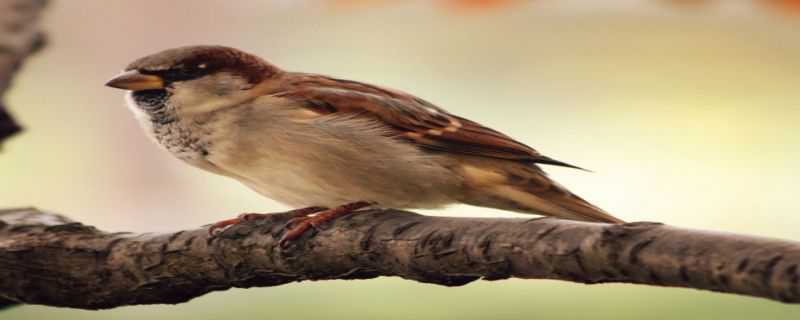 树麻雀能活多少年 树麻雀的寿命