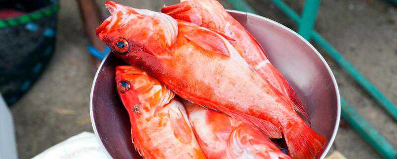小红鲫鱼的养法介绍 观赏红鲫鱼怎么养