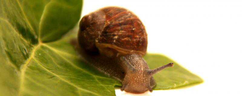 蜗牛怎么繁殖后代 蜗牛繁殖后代的方式