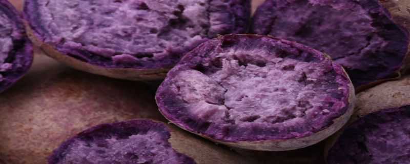 紫薯盆栽种植方法 紫薯盆栽种植方法视频