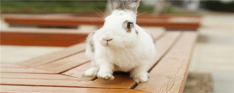 养小白兔要怎么养 养小白兔要怎么养才好