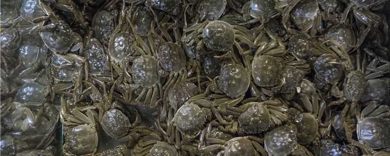 淡水螃蟹怎么养 淡水螃蟹怎么养活