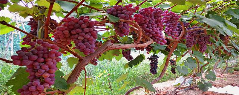 新疆葡萄种植技术（新疆葡萄种植技术培训）