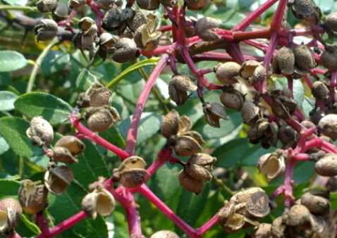 花椒病虫害的药剂防治