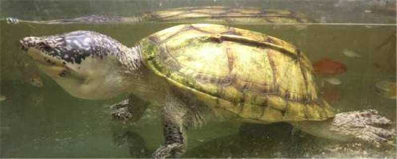 白唇龟的养殖方法