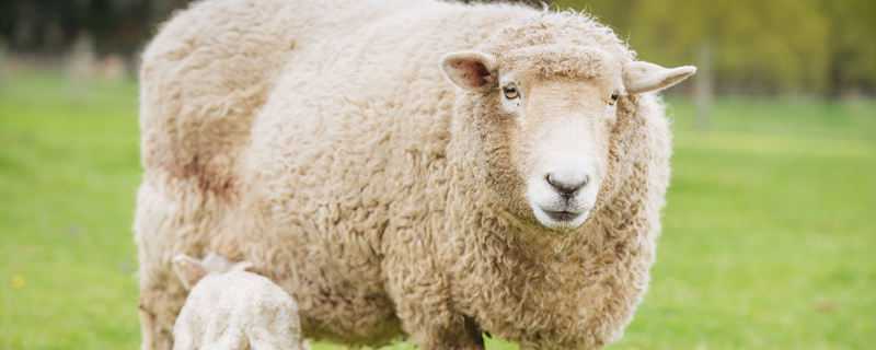 羊粪是酸性还是碱性 羊粪是酸性还是碱性?还是我买的假羊粪?