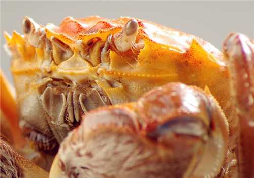 大闸蟹季节是从几月到几月？什么时候吃最好？