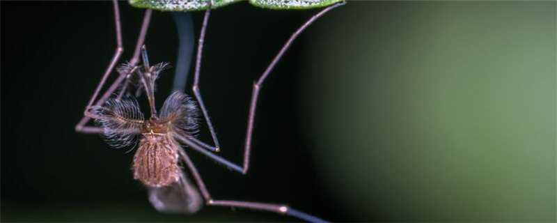 蚊子是怎么繁殖的（蚊子是怎么繁殖的图片）