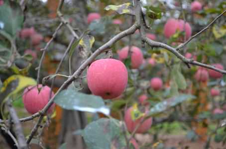 夏季苹果病虫害防治方法有哪些 夏季苹果病虫害防治方法有哪些呢