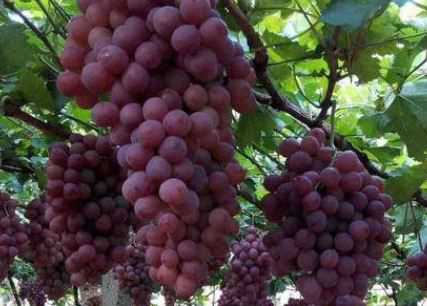 晚红葡萄有哪些特性 晚红葡萄有哪些特性和特点