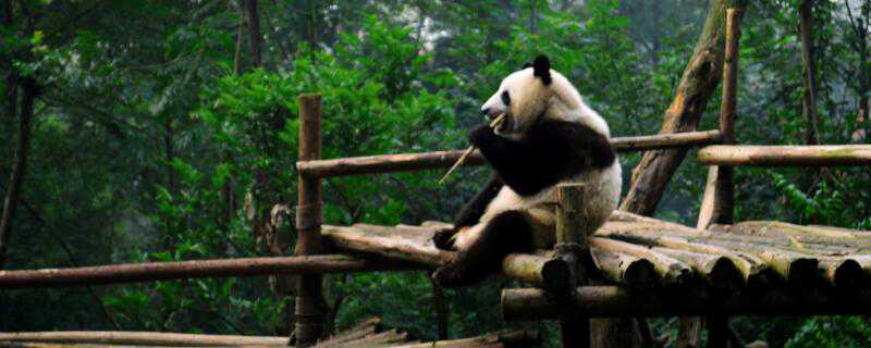 大熊猫是什么科动物 大熊猫是熊科动物还是猫科动物