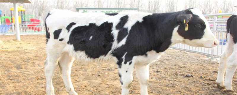 小母牛几个月可以受孕（小母牛从出生到可以受孕一般要多久）
