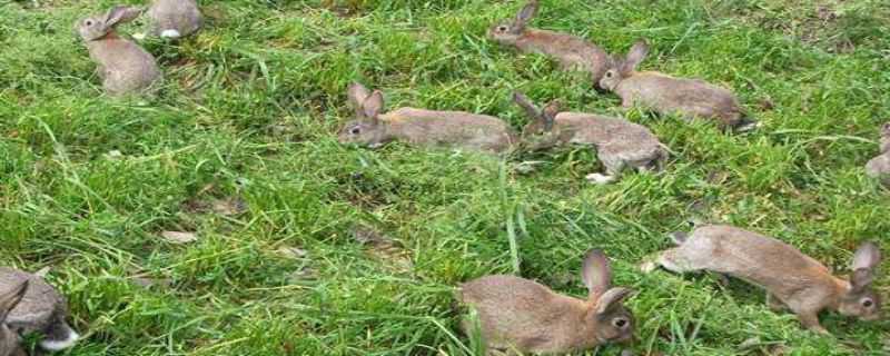 哪里有养殖野兔的 家养野兔种兔哪里有卖的