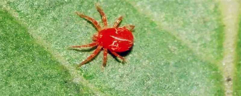 红蜘蛛的天敌是什么 红蜘蛛的天敌是什么动物