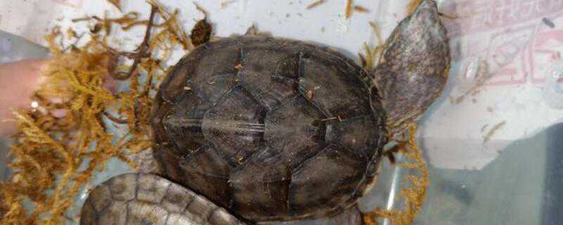 草龟怎么养成墨龟 草龟怎么养成墨龟呢