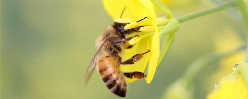 小蜜蜂怎么养 创造与魔法小蜜蜂怎么养