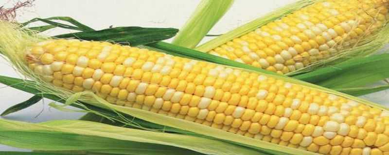 转基因玉米品种有哪些 哪些是转基因玉米