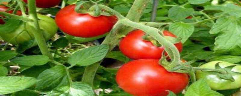 蕃茄种植管理技术要点 蕃茄种植管理技术要点总结