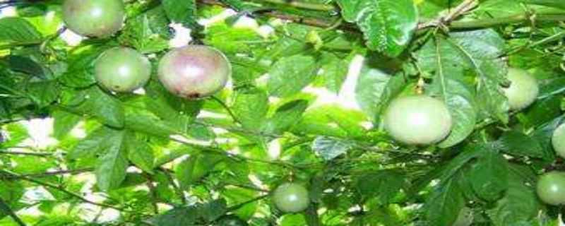 西番莲的种植方法 西番莲的种植方法