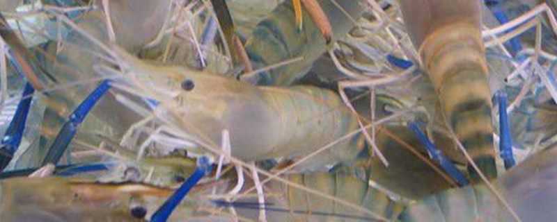 罗氏虾养殖周期 罗氏虾养殖周期多长时间