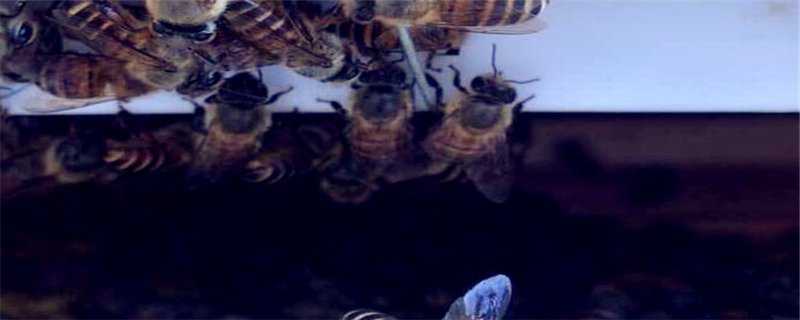 中蜂双王群怎么养 中蜂双王群怎么养殖技术