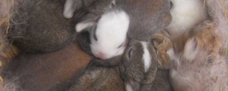 月月兔养殖方法 月月兔怎么养殖