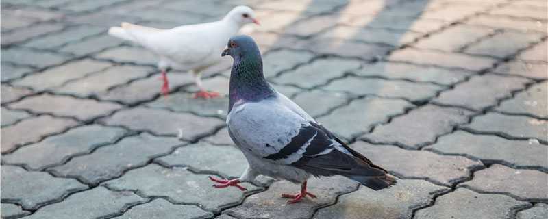 养鸽子怎么销售