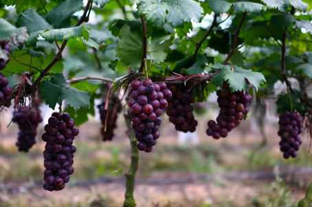 葡萄种植时间
