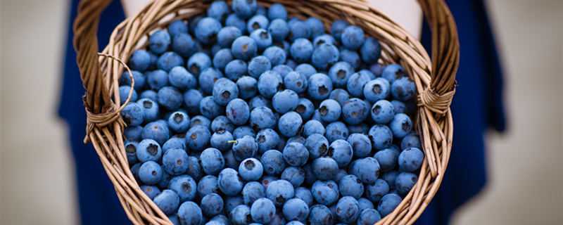 大棚蓝莓什么时候成熟 大棚蓝莓什么时候成熟采摘