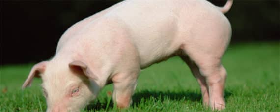 杜洛克猪的品种介绍 杜洛克猪是什么品种