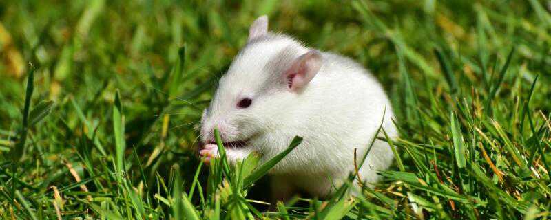 小白鼠怎么养 小白鼠怎么养殖