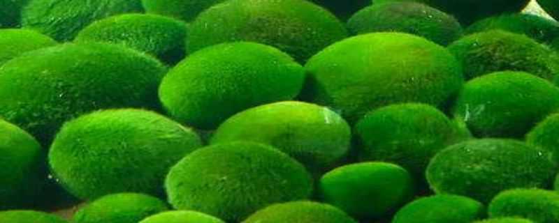 球藻怎么养（球藻怎么养?）
