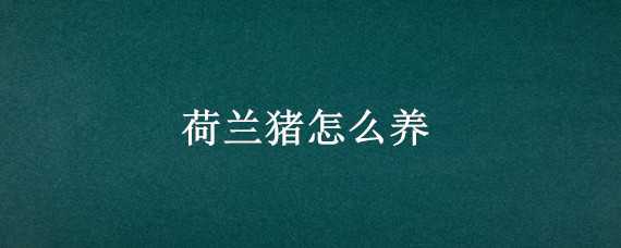 荷兰猪怎么养 荷兰猪怎么养才亲密