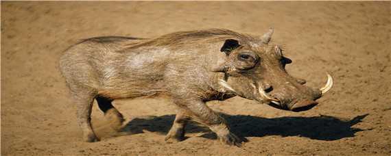 疣猪和野猪的区别 疣猪和野猪的区别图片