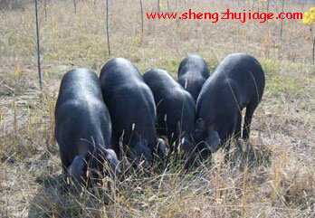 国家级猪新品种“豫南黑猪”介绍（豫南黑猪优缺点）